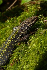 Lucertola muraiola (Podarcis muralis) - ritratto