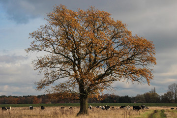 Tree on a meadow with cows in autumn