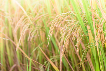 Close up of golden paddy in rice field.