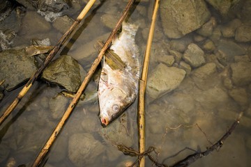 Dead fish on the river polluted water. Pollution environmental problem.