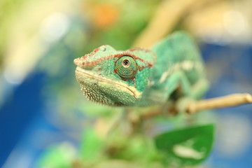 カメレオン © hamaji