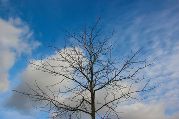 Tree without leaves against a blue sky