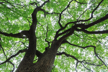 Obraz premium A big tree with luxuriant foliage