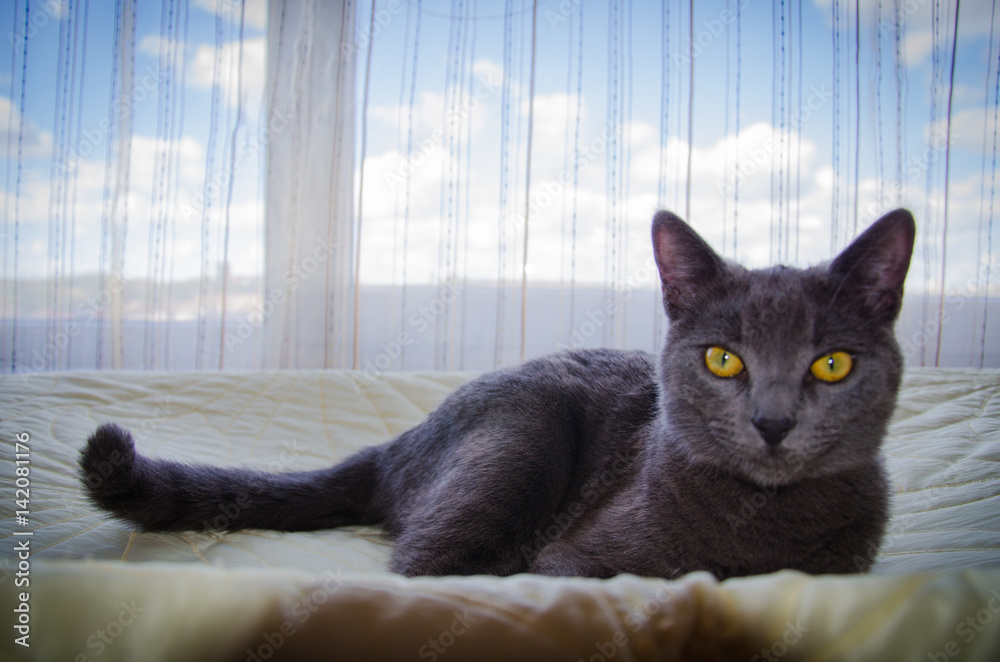 Wall mural Russian blue cat with yellow eyes is lying near window