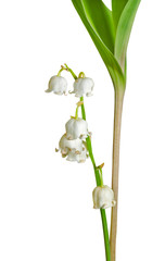 Flowers of May lily 8