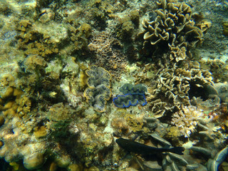 Fototapeta na wymiar Three maxima clams