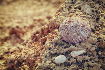 single sea shell on rock at the beach