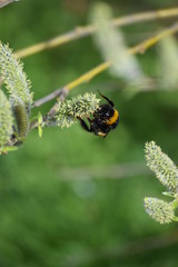 Macro photo. In spring the nature wakes up, flowers bloom, green grass bees and bees begin to gather nectar from plants. Here and there a bumblebee crawling on the blossoming branch of a willow.