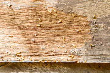 selective focus on the group of termites on the wood floor