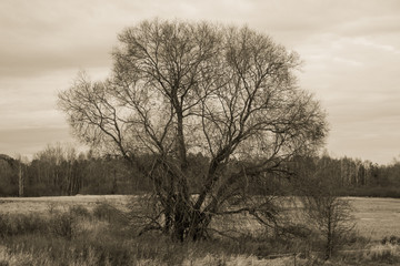Old image of a tree