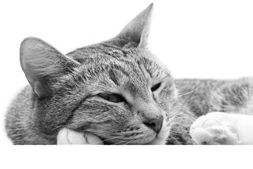Closeup young short hair cat with his head on his paws