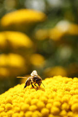 Miniature bee world