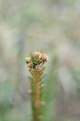 Buds on the fir