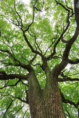 A big tree with luxuriant foliage