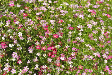 Fototapeta premium Pink flowers background
