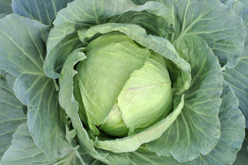 Fototapeta premium Cabbage in the garden