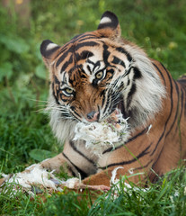 Tiger feeding