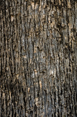 Obraz premium Old Wood Tree Texture Background Pattern
