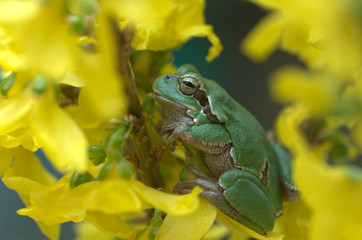Laufrosch mit Blumen