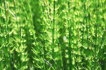 Jungle green leaves summer background in exotic tones