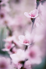 Close up abstract macro shot of beautiful fruit flowers. Short depth of field and selective focus.