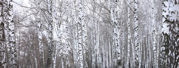 Obraz premium trunks of birch trees with white bark