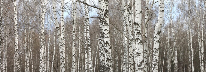 trunks of birch trees with white bark