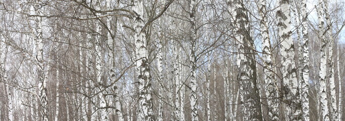 trunks of birch trees with white bark