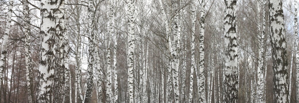 trunks of birch trees with white bark