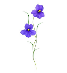 spring flowers violet isolated on white background.