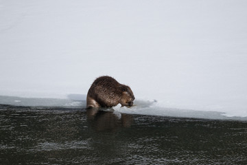 North American beaver at Yellowstone river. © Johannes Jensås