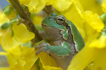 Laubfrosch mit Blumen
