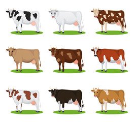 Set of different breeds cows, isolated. Collection cartoon cow