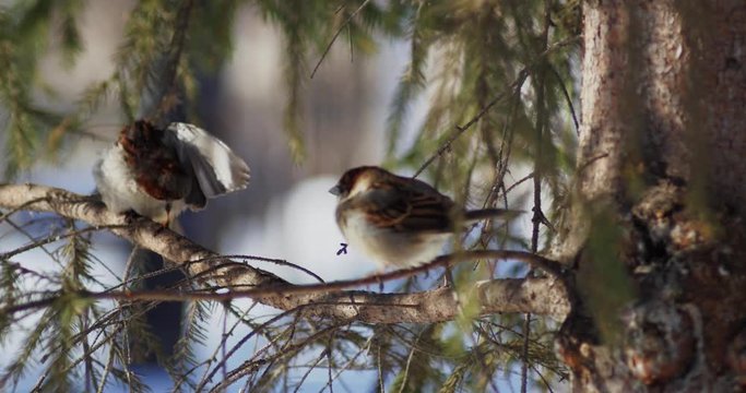 sparrow on branch