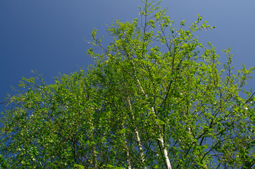 Trees on blue sky