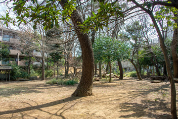 Fototapeta premium くさっぱら公園