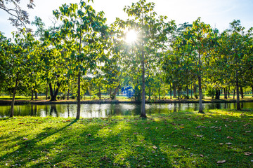 Obraz premium Nature public park with tree and meadow green lawn