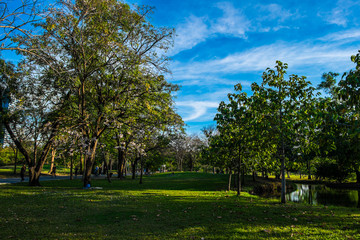 Sun light on green park and meadow