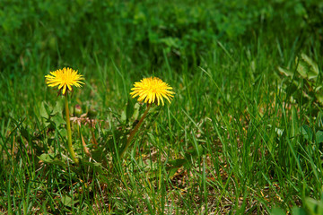 Dandelion (Taraxacum officinale), flowers in the meadow as background, spring. A dandelion flower...