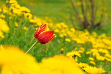 Tulip reddish yellow and Dandelion (Taraxacum officinale), flowers in nature, spring.