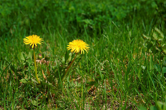 Dandelion (Taraxacum officinale), flowers in the meadow as background, spring. A dandelion flower head composed of hundreds of smaller florets