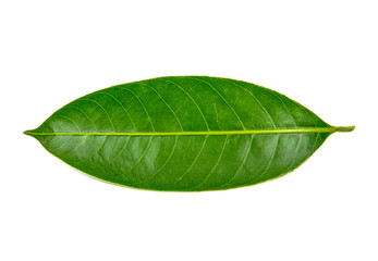 Fototapeta na wymiar Green leaf isolated on the white background