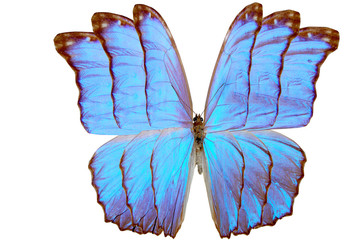 blue brilliant butterfly