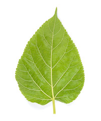 Mulberry leaf isolated on the white background