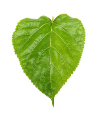 Mulberry leaf isolated on the white background