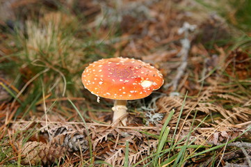 Muscaria en color