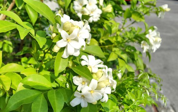 Orange jessamine, Murraya paniculata, Family Rutaceae