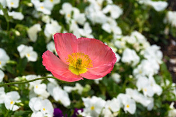 Bright pink oriental poppy flower on flowerbed