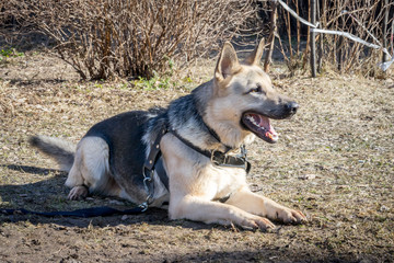 shepherd dog laying on the ground