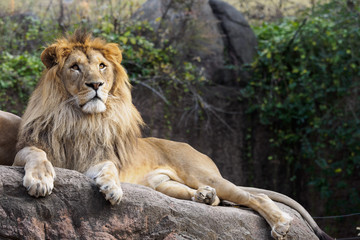 Fototapeta na wymiar 見上げるライオン